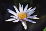 Waterlelie bloem.jpg